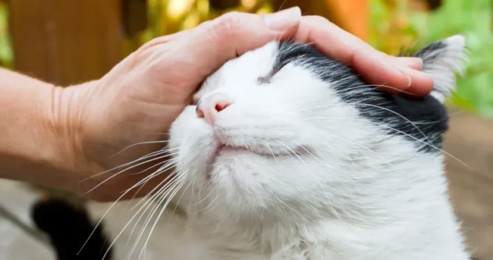 Як приручити кота з вулиці